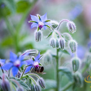 Borage (Starflower) - SeedsNow.com