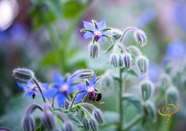 Borage (Starflower) - SeedsNow.com