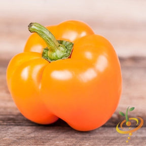 Sweet orange Horizon pepper from SeedsNow, vibrant orange ripening on the plant, showcasing glossy, elongated peppers.