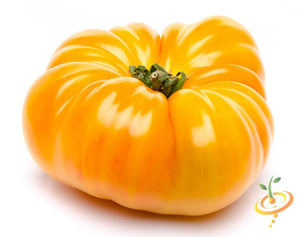 Heirloom Yellow Beefsteak Tomato Seeds NON-GMO