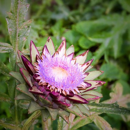 Cardoon (Purple Artichoke Thistle) - SeedsNow.com