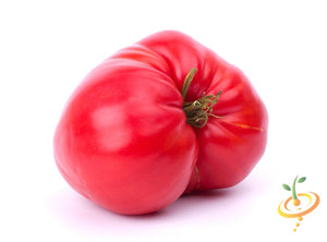 Pink Beefsteak Tomato  (100% Heirloom/Non-Hybrid/Non-GMO)