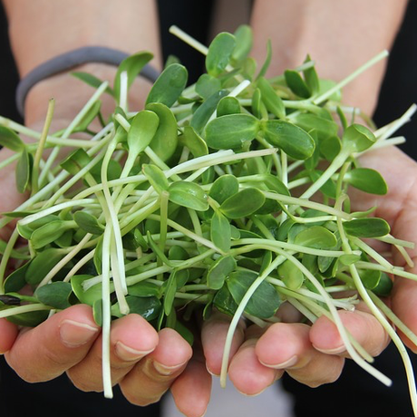 Sprouts/Microgreens - Sunflower - SeedsNow.com