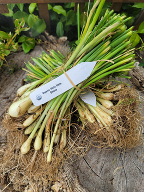 Fresh Walla Walla onion transplants from SeedsNow-Bulb-Onion, ready for planting in your garden.