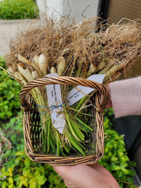 Fresh Walla Walla onion transplants from SeedsNow-Bulb-Onion, showing healthy long-day onion sets ready for planting.