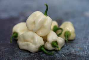 Pepper (Hot) - Habanero, White 🔥🔥🔥🔥 - SeedsNow.com